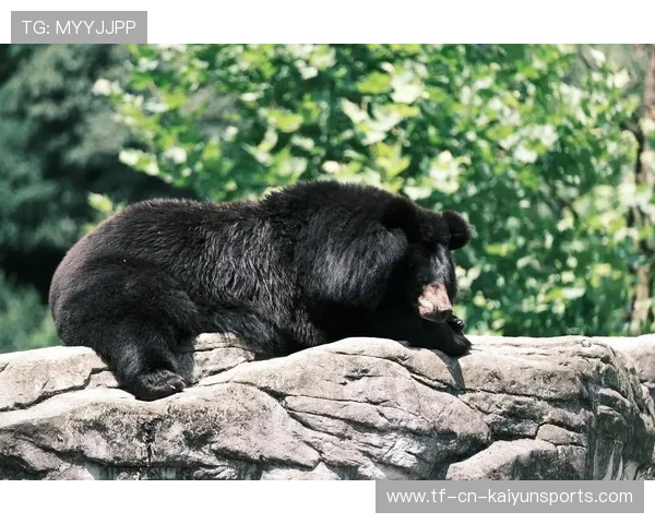 黑熊袭人事件致俄罗斯女子不幸遇难，俄罗斯科幻片黑熊袭击军营片名