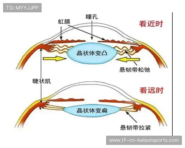 不同运动项目对视网膜反应速度的专项需求